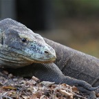 Komodo 2010_2012154.jpg