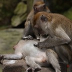 Kuala Lumpur 201020.jpg