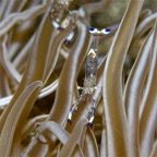 Riffhaie_Lembeh01.jpg