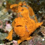 Riffhaie_Lembeh02.jpg