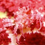 Riffhaie_Lembeh03.jpg