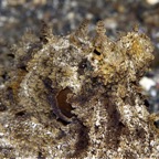 Riffhaie_Lembeh04.jpg