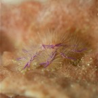 Riffhaie_Lembeh05.jpg
