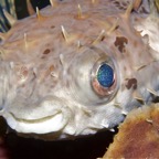 Riffhaie_Lembeh07.jpg