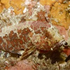 Riffhaie_Lembeh08.jpg