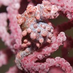 Riffhaie_Lembeh09.jpg