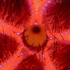 Riffhaie_Lembeh10.jpg