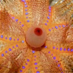 Riffhaie_Lembeh11.jpg