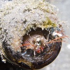 Riffhaie_Lembeh12.jpg