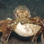 Riffhaie_Lembeh13.jpg