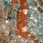 Riffhaie_Lembeh15.jpg