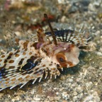 Riffhaie_Lembeh16.jpg