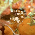 Riffhaie_Lembeh18.jpg