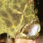 Riffhaie_Lembeh19.jpg