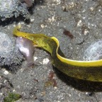 Riffhaie_Lembeh20.jpg