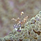 Riffhaie_Lembeh21.jpg