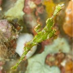 Riffhaie_Lembeh29.jpg