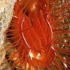Riffhaie_Lembeh31.jpg