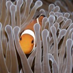 Riffhaie_Lembeh32.jpg