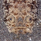 Riffhaie_Lembeh33.jpg