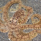 Riffhaie_Lembeh34.jpg