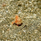 Riffhaie_Lembeh35.jpg