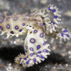 Riffhaie_Lembeh36.jpg