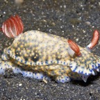 Riffhaie_Lembeh38.jpg