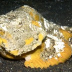 Riffhaie_Lembeh39.jpg