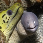 Riffhaie_Lembeh41.jpg