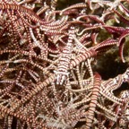 Riffhaie_Lembeh42.jpg