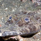 Riffhaie_Lembeh44.jpg