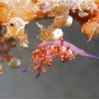 Riffhaie_Lembeh45.jpg