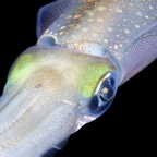 Riffhaie_Lembeh49.jpg