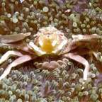 Riffhaie_Lembeh51.jpg