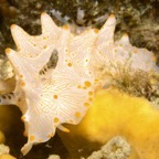 Riffhaie_Lembeh52.jpg