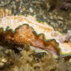 Riffhaie_Lembeh53.jpg