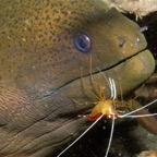 Riffhaie_Lembeh54.jpg
