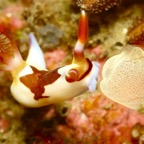 Riffhaie_Lembeh55.jpg