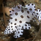 Riffhaie_Lembeh56.jpg