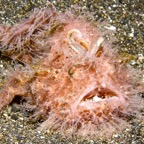 Riffhaie_Lembeh57.jpg
