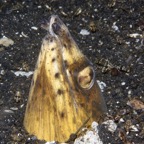 Riffhaie_Lembeh58.jpg