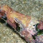 Riffhaie_Lembeh60.jpg