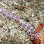 Riffhaie_Lembeh61.jpg