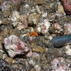 Riffhaie_Lembeh62.jpg