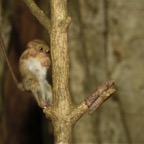 Riffhaie_Lembeh66.jpg