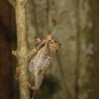 Riffhaie_Lembeh67.jpg