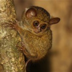 Riffhaie_Lembeh68.jpg