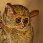Riffhaie_Lembeh69.jpg