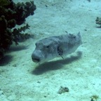 Marsa Alam 200205.jpg